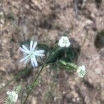 Silene portensis flower picture by Diego Alex (cc-by-sa)