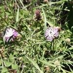 Centaurea aspera flower picture by Pierre GENEVIER (cc-by-sa)