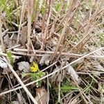 Gagea lutea flower picture by sasko285 (cc-by-sa)