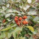 Mallotus philippensis fruit picture by Shreyash S (cc-by-sa)