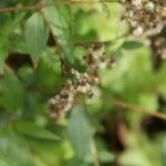 Ageratina riparia fruit picture by E. Mouysset (cc-by-sa)