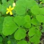 Oxalis grandis leaf picture by Libby Janes (cc-by-sa)