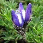 Lupinus microphyllus flower picture by Fabien Anthelme (cc-by-sa)