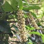 Ercilla syncarpellata fruit picture by Daniel Barthelemy (cc-by-nc)