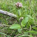 Valeriana montana habit picture by grutz (cc-by-sa)