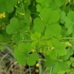 Oxalis stricta leaf picture by William Coville (cc-by-sa)