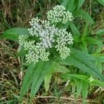 Eupatorium perfoliatum flower picture by Cook Kim (cc-by-sa)