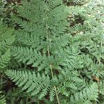 Dryopteris dilatata leaf picture by Kenneth Hillock (cc-by-sa)