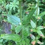 Epilobium alpestre leaf picture by Rohweder Karsten (cc-by-sa)