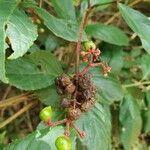 Cissus erosa fruit picture by Lauton Everton (cc-by-sa)