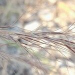 Aristida adscensionis fruit picture by M. Hedayat (cc-by-sa)