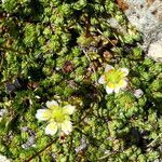 Saxifraga bryoides habit picture by Llandrich anna (cc-by-sa)