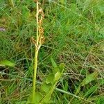 Botrychium lunaria habit picture by Marjorie Berard (cc-by-sa)