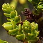 Hypericum goyanesii leaf picture by Fabien Anthelme (cc-by-sa)