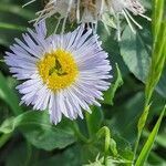 Erigeron glabellus flower picture by Hayley Van Tassell (cc-by-sa)