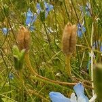 Delphinium leroyi fruit picture by susan brown (cc-by-sa)