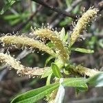 Salix viminalis flower picture by André Hyvrier (cc-by-sa)