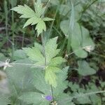 Geranium sylvaticum leaf picture by Nieminen Janne (cc-by-sa)