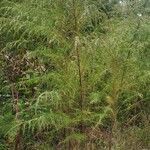 Eupatorium capillifolium habit picture by jimseng jimseng (cc-by-sa)