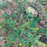 Medicago lupulina fruit picture by noel ferreira (cc-by-sa)