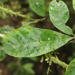 Chrysochlamys glauca leaf picture by Nelson Zamora Villalobos (cc-by-nc)