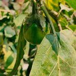 Solanum violaceum fruit picture by Jeet Jeet Dey (cc-by-sa)