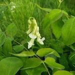 Lathyrus ochroleucus flower picture by Savannah (cc-by-sa)