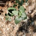 Teucrium flavum leaf picture by Pazzaglia Aron (cc-by-sa)