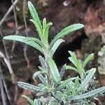 Lithodora fruticosa leaf picture by Daniel Barthelemy (cc-by-sa)