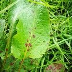 Rumex obtusifolius leaf picture by Benjamin Becquerel (cc-by-sa)