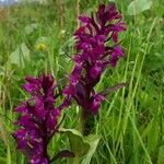 Dactylorhiza majalis flower picture by Arnaud Fontaine (cc-by-sa)