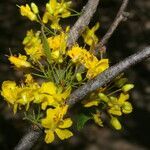 Haematoxylum brasiletto flower picture by Nelson Zamora Villalobos (cc-by-nc)