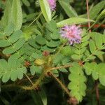 Mimosa skinneri habit picture by Nelson Zamora Villalobos (cc-by-nc)