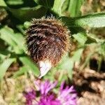 Centaurea nervosa fruit picture by Hervé Rey (cc-by-sa)