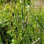 Equisetum variegatum flower picture by JAN LEYDECKER (cc-by-sa)