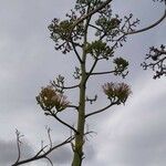 Agave americana fruit picture by Cardo azul (cc-by-sa)