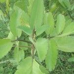 Kalanchoe pinnata leaf picture by Yuvi Porwal (cc-by-sa)