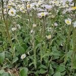 Erigeron pulchellus habit picture by Aubrey (cc-by-sa)