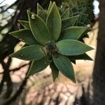 Araucaria araucana leaf picture by macartim (cc-by-sa)