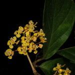 Hiraea smilacina flower picture by Nelson Zamora Villalobos (cc-by-nc)