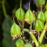 Hyacinthoides non-scripta fruit picture by Martin Bishop (cc-by-sa)