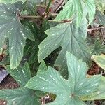 Begonia platanifolia leaf picture by Lorenzi Harri (cc-by-sa)