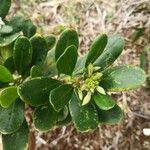 Scaevola montana leaf picture by Coordination Endemia (cc-by-sa)