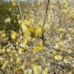 Salix cinerea flower picture by Bernard Messiaen (cc-by-sa)