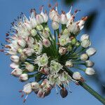 Allium suaveolens flower picture by arlas (cc-by-sa)