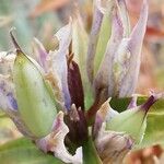 Gentiana asclepiadea fruit picture by Tomaž Jančar (cc-by-sa)