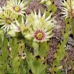 Sempervivum grandiflorum leaf picture by Antonio Bonucci (cc-by-sa)