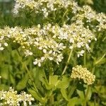 Lepidium draba flower picture by Christophe huant (cc-by-sa)