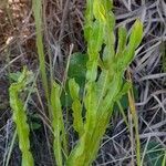 Baccharis crispa leaf picture by Trap Hers (cc-by-sa)