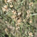 Baccharis spicata flower picture by Muzzachiodi Norberto (cc-by-sa)